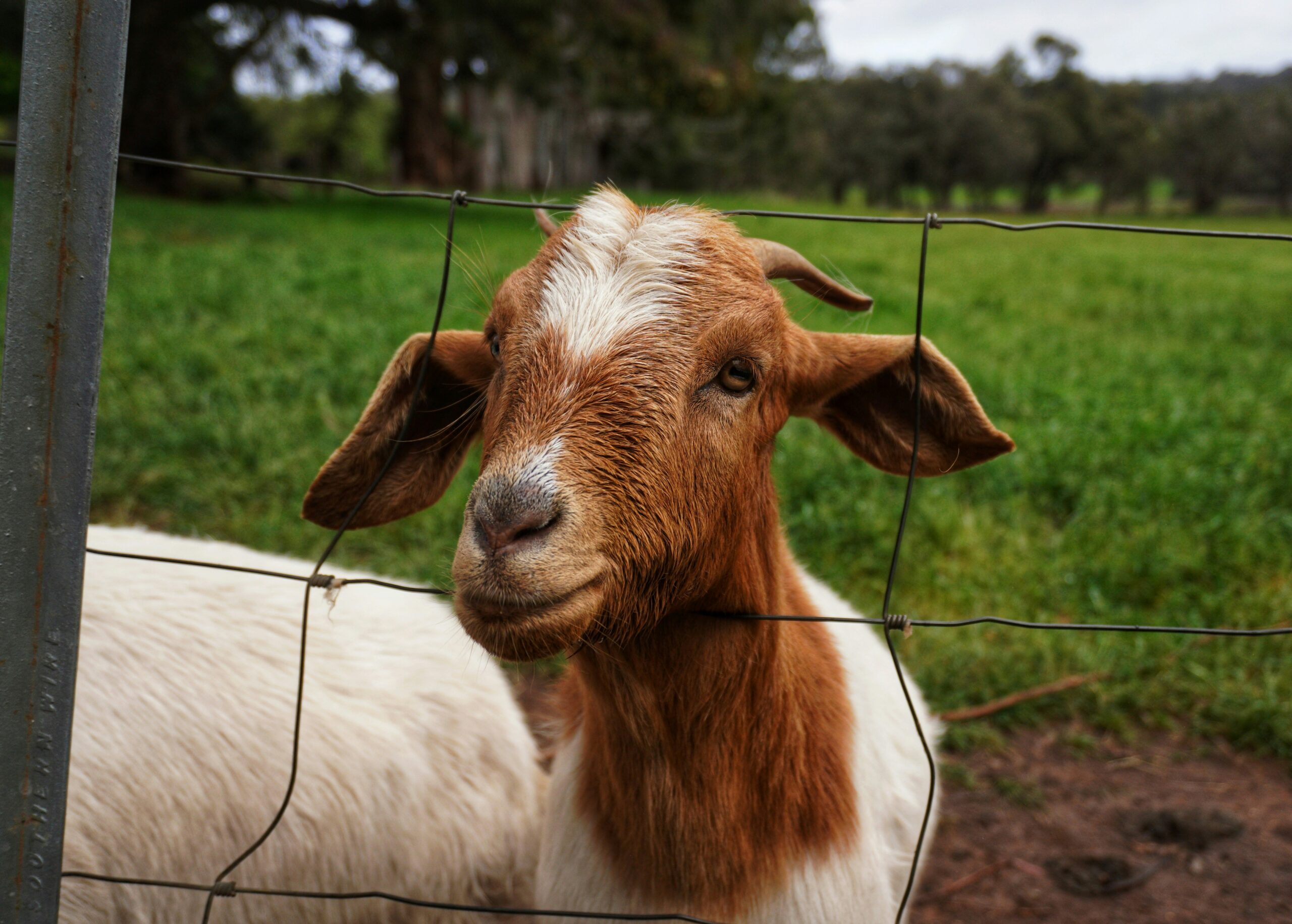 Acreage Farm Animal Pet Sitting Guys Hill and Harkaway