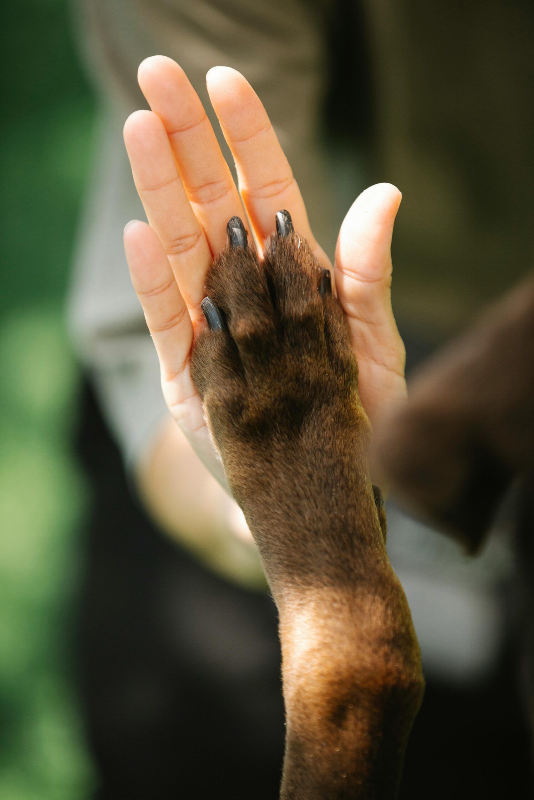 Mobile Vet Nurse and Pet Sitting in Berwick, Harkaway, Beaconsfield, Guys Hill and Officer