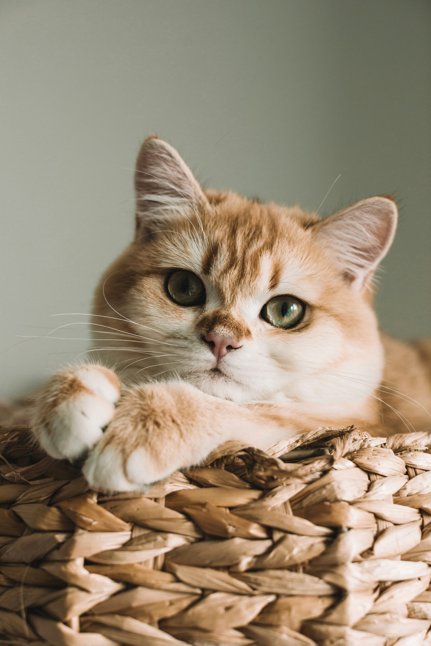 Pet Sitting and Cat Sitting Berwick and Beaconsfield