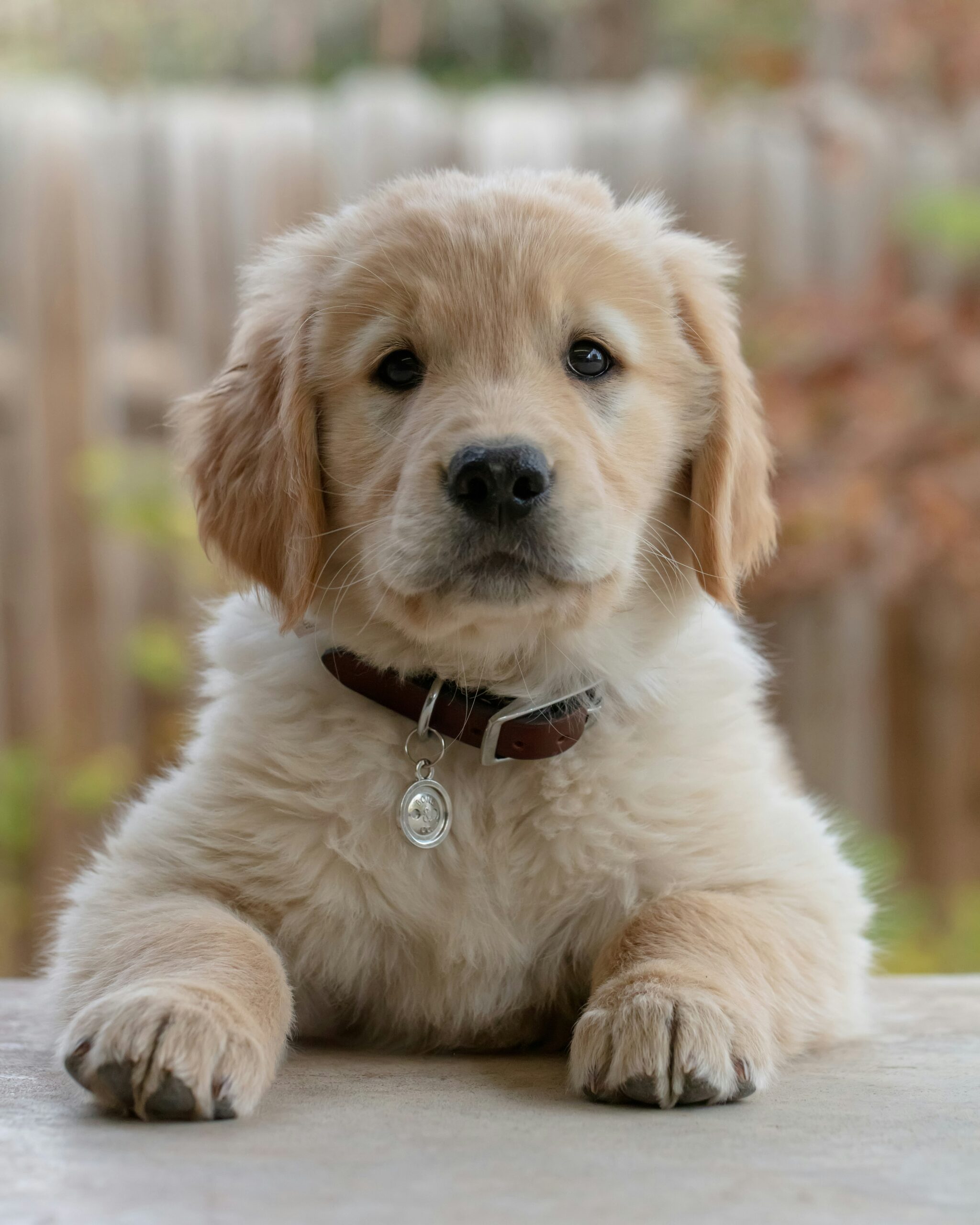 Mobile Vet Nurse Puppy Sitting Berwick Beaconsfield and Officer
